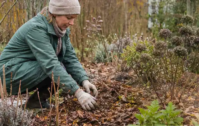 Person verteilt eine schützende Mulchschicht zwischen winterlichen Stauden; Thema Pfingstrosen, Schwerpunkt Vermehrung; Umsetzung.