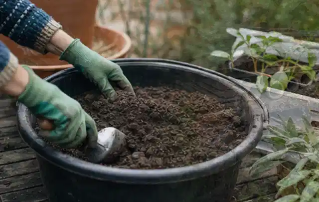Behandschuhte Hände bereiten lockere Pflanzerde in einem großen Kübel vor; Thema Pfingstrosen, Schwerpunkt Vermehrung; Ergebnis.