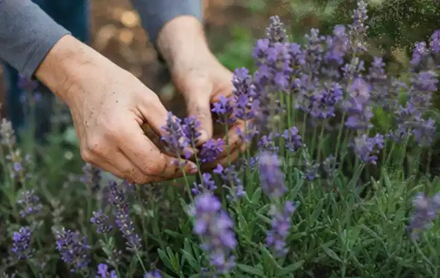 Hände pflegen blühenden Lavendel in einem natürlich angelegten Gartenbeet; Thema Pfingstrosen, Schwerpunkt Winterpflege; Ausgangslage.