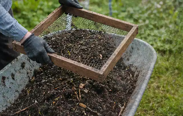 Behandschuhte Hände sieben reifen Kompost über einer Gartenschubkarre; Thema Pfirsiche, Schwerpunkt Anbau; Kontrolle.