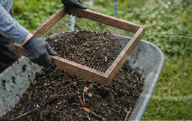 Behandschuhte Hände sieben reifen Kompost über einer Gartenschubkarre; Thema Pfirsiche, Schwerpunkt Balkongarten; Ausgangslage.