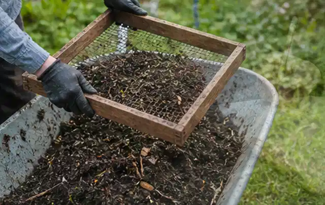 Behandschuhte Hände sieben reifen Kompost über einer Gartenschubkarre; Thema Pfirsiche, Schwerpunkt Boden; Ergebnis.