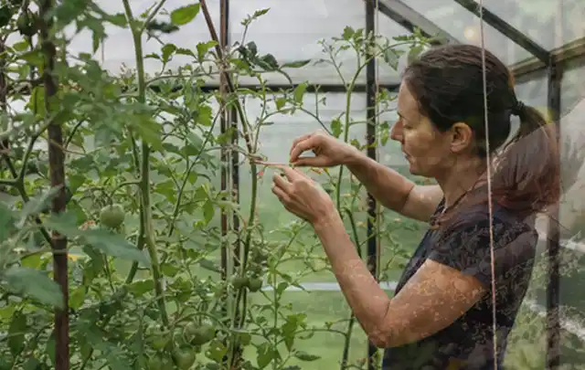 Person bindet junge Tomatentriebe in einem privaten Gewächshaus vorsichtig an; Thema Pfirsiche, Schwerpunkt Ernte; Umsetzung.