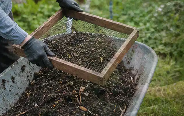 Behandschuhte Hände sieben reifen Kompost über einer Gartenschubkarre; Thema Pfirsiche, Schwerpunkt Ernte; Praxisalltag.