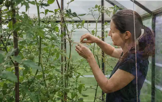 Person bindet junge Tomatentriebe in einem privaten Gewächshaus vorsichtig an; Thema Pfirsiche, Schwerpunkt Ernteprobleme; Umsetzung.