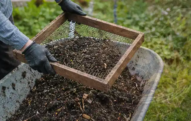 Behandschuhte Hände sieben reifen Kompost über einer Gartenschubkarre; Thema Pfirsiche, Schwerpunkt Fehlerhilfe; Umsetzung.