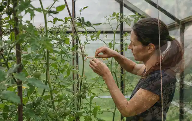 Person bindet junge Tomatentriebe in einem privaten Gewächshaus vorsichtig an; Thema Pfirsiche, Schwerpunkt Fehlerhilfe; Kontrolle.