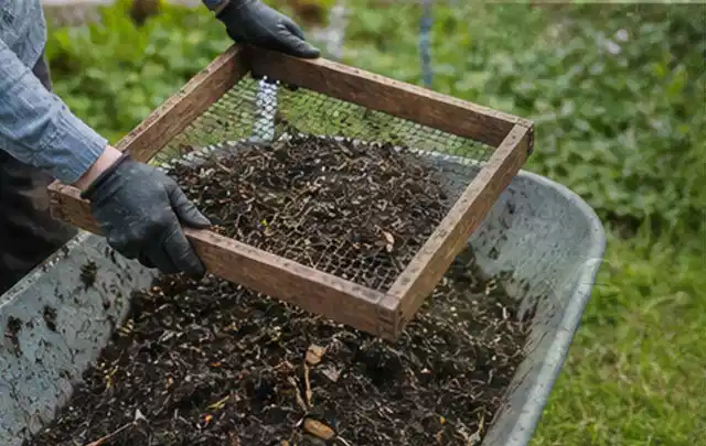 Behandschuhte Hände sieben reifen Kompost über einer Gartenschubkarre; Thema Pfirsiche, Schwerpunkt Gesundheit; Kontrolle.