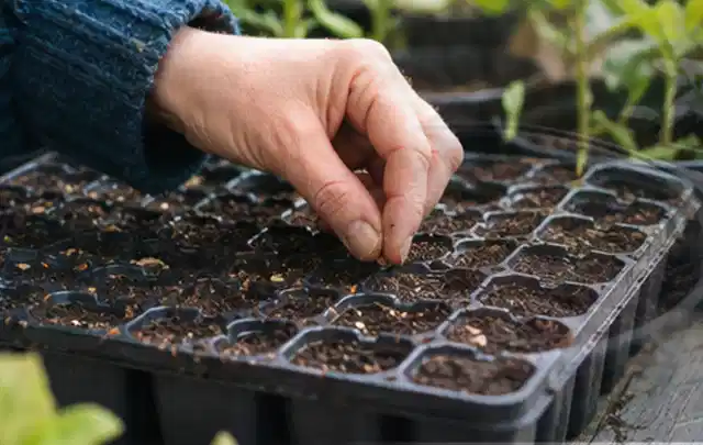 Hand legt einzelne Samen in vorbereitete Anzuchtschalen mit lockerer Erde; Thema Pfirsiche, Schwerpunkt Gesundheit; Praxisalltag.