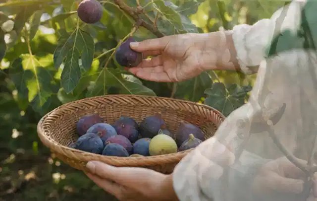 Hand pflückt eine reife Feige über einem flachen Korb mit Früchten; Thema Pfirsiche, Schwerpunkt Obst; Umsetzung.