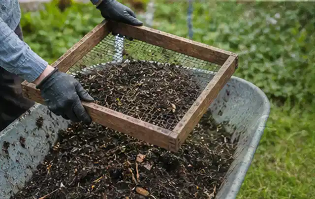 Behandschuhte Hände sieben reifen Kompost über einer Gartenschubkarre; Thema Pfirsiche, Schwerpunkt Obst; Ergebnis.