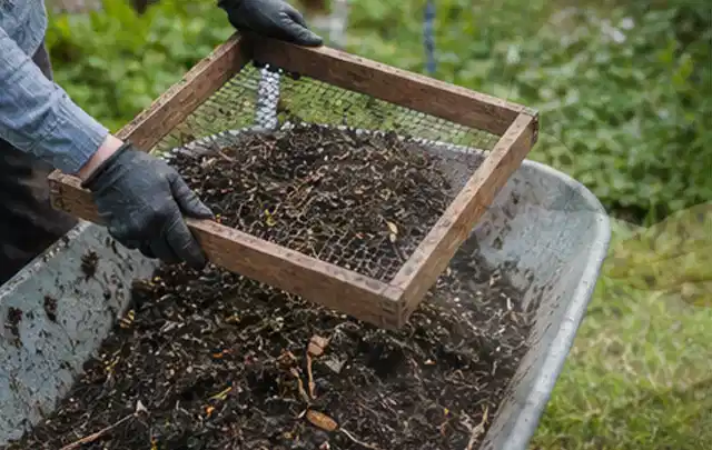 Behandschuhte Hände sieben reifen Kompost über einer Gartenschubkarre; Thema Pfirsiche, Schwerpunkt Pflanzenschutz; Ergebnis.
