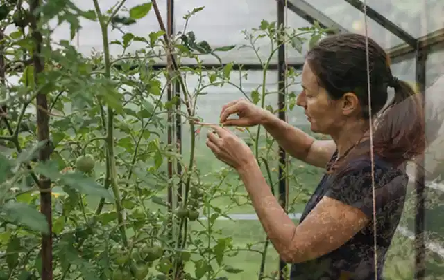Person bindet junge Tomatentriebe in einem privaten Gewächshaus vorsichtig an; Thema Pfirsiche, Schwerpunkt Pflanzenschutz; Praxisalltag.