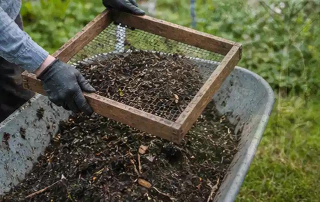 Behandschuhte Hände sieben reifen Kompost über einer Gartenschubkarre; Thema Pfirsiche, Schwerpunkt Pflanzung; Ergebnis.