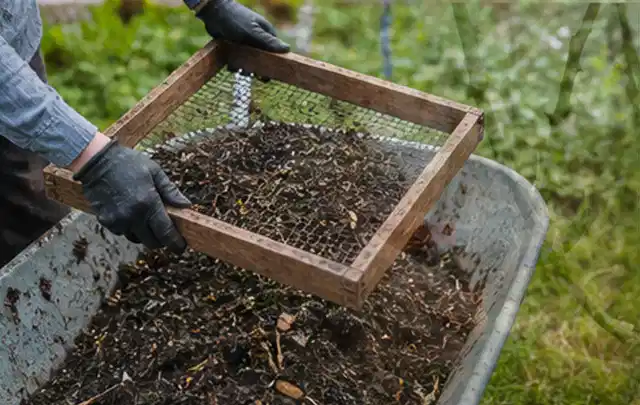 Behandschuhte Hände sieben reifen Kompost über einer Gartenschubkarre; Thema Pfirsiche, Schwerpunkt Schnitt; Ausgangslage.