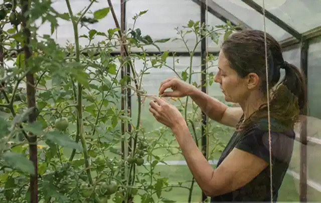 Person bindet junge Tomatentriebe in einem privaten Gewächshaus vorsichtig an; Thema Pfirsiche, Schwerpunkt Schnitt; Ergebnis.