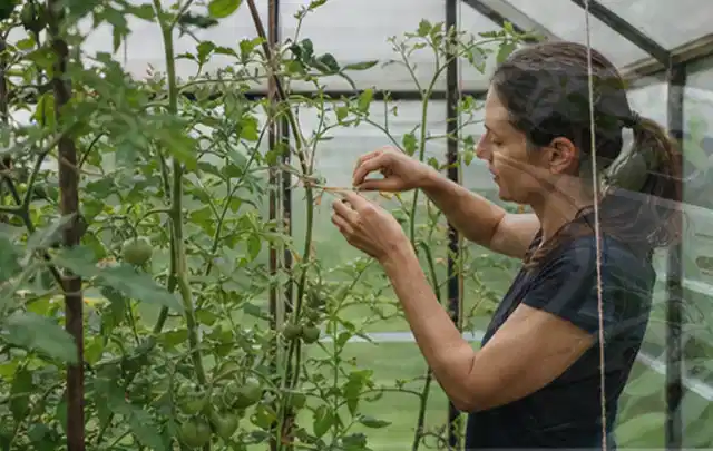 Person bindet junge Tomatentriebe in einem privaten Gewächshaus vorsichtig an; Thema Pfirsiche, Schwerpunkt Sortenwahl; Ausgangslage.