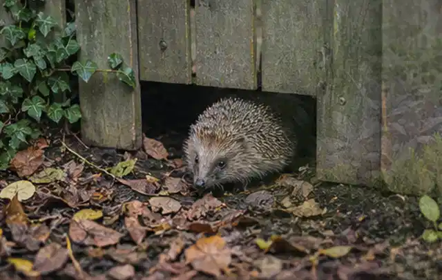 Igel nutzt einen bodennahen Durchgang unter einem hölzernen Gartenzaun; Thema Pflanzenpilze, Schwerpunkt Biologie; Ergebnis.