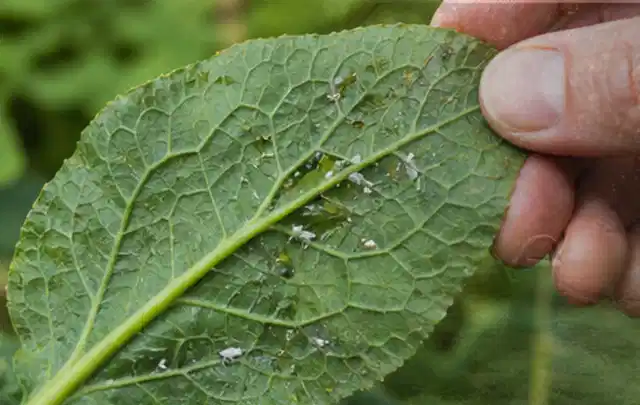 Hand hält ein Blatt mit kleinen hellen Schädlingen auf der Unterseite; Thema Pflanzenpilze, Schwerpunkt Biologie; Praxisalltag.