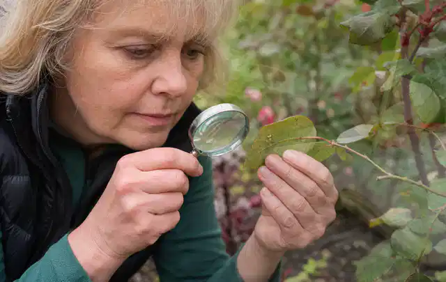 Person untersucht Blätter im Garten auf Schädlinge und Krankheitssymptome; Thema Pflanzenpilze, Schwerpunkt Fehlerhilfe; Umsetzung.