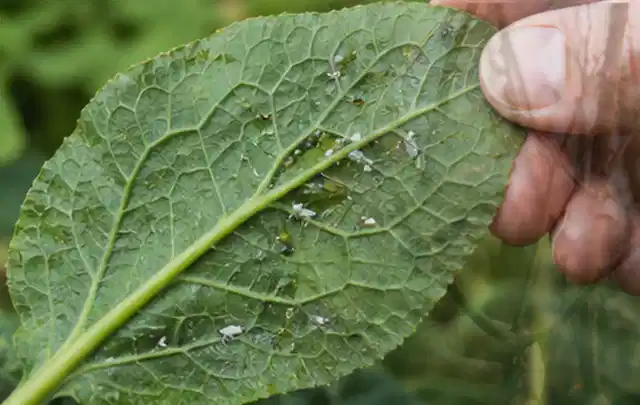 Hand hält ein Blatt mit kleinen hellen Schädlingen auf der Unterseite; Thema Pflanzenpilze, Schwerpunkt Fehlerhilfe; Kontrolle.