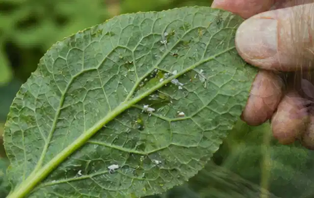 Hand hält ein Blatt mit kleinen hellen Schädlingen auf der Unterseite; Thema Pflanzenpilze, Schwerpunkt Giftfreie Hilfe; Kontrolle.