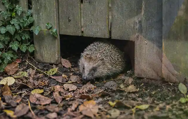 Igel nutzt einen bodennahen Durchgang unter einem hölzernen Gartenzaun; Thema Pflanzenpilze, Schwerpunkt Giftfreie Hilfe; Ergebnis.
