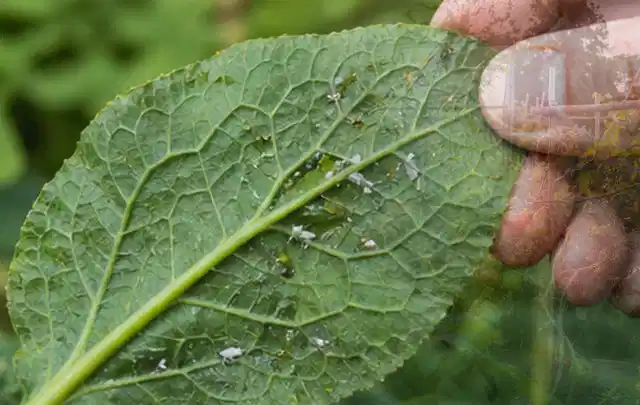Hand hält ein Blatt mit kleinen hellen Schädlingen auf der Unterseite; Thema Pflanzenpilze, Schwerpunkt Hausmittel; Kontrolle.