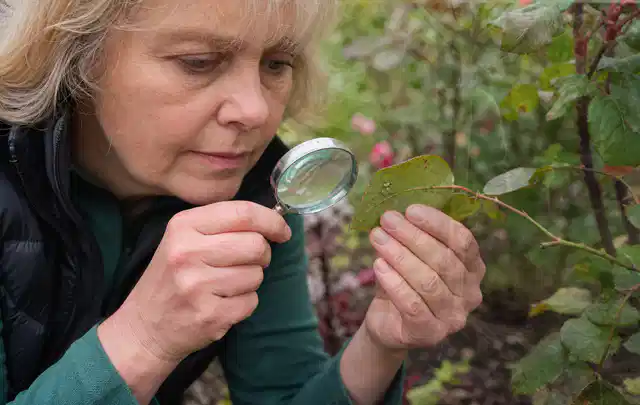 Person untersucht Blätter im Garten auf Schädlinge und Krankheitssymptome; Thema Pflanzenpilze, Schwerpunkt Hausmittel; Ergebnis.