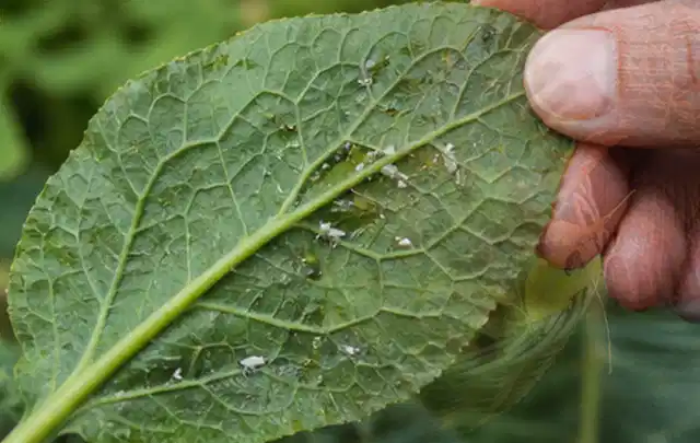 Hand hält ein Blatt mit kleinen hellen Schädlingen auf der Unterseite; Thema Pflanzenpilze, Schwerpunkt Natürliche Bekämpfung; Umsetzung.