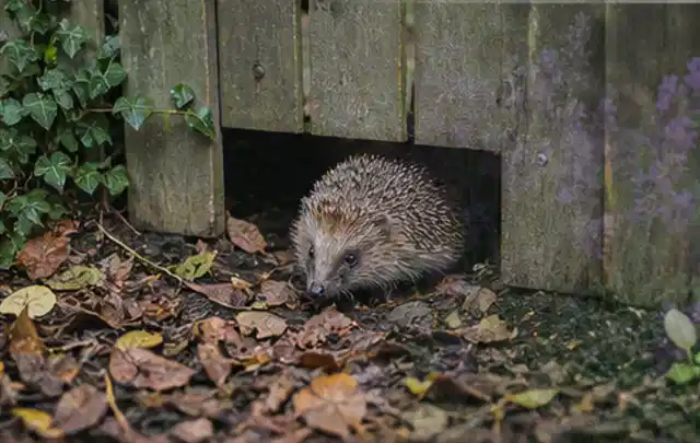 Igel nutzt einen bodennahen Durchgang unter einem hölzernen Gartenzaun; Thema Pflanzenpilze, Schwerpunkt Natürliche Bekämpfung; Praxisalltag.