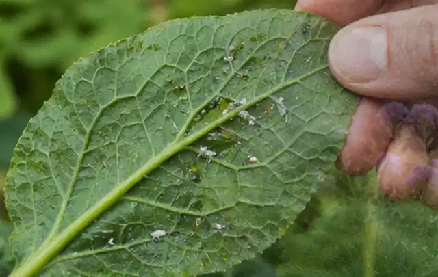 Hand hält ein Blatt mit kleinen hellen Schädlingen auf der Unterseite; Thema Pflanzenpilze, Schwerpunkt Pflanzenhilfe; Kontrolle.