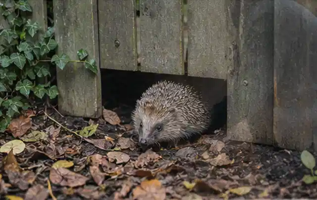 Igel nutzt einen bodennahen Durchgang unter einem hölzernen Gartenzaun; Thema Pflanzenpilze, Schwerpunkt Saison; Kontrolle.