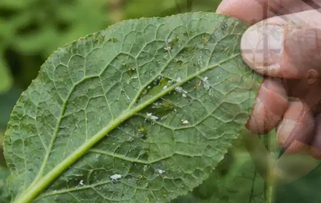 Hand hält ein Blatt mit kleinen hellen Schädlingen auf der Unterseite; Thema Pflanzenpilze, Schwerpunkt Saison; Praxisalltag.