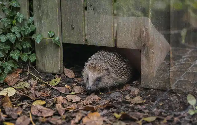 Igel nutzt einen bodennahen Durchgang unter einem hölzernen Gartenzaun; Thema Pflanzenpilze, Schwerpunkt Schadbild; Umsetzung.