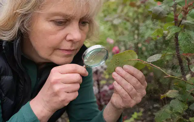 Person untersucht Blätter im Garten auf Schädlinge und Krankheitssymptome; Thema Pflanzenpilze, Schwerpunkt Schadbild; Praxisalltag.