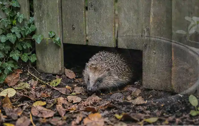 Igel nutzt einen bodennahen Durchgang unter einem hölzernen Gartenzaun; Thema Pflanzenpilze, Schwerpunkt Schädlinge Krankheiten; Kontrolle.