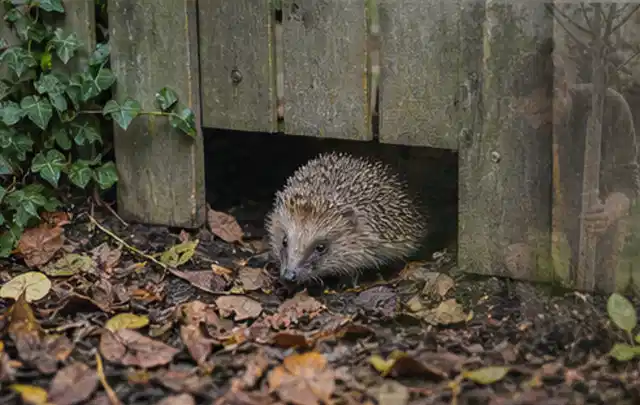 Igel nutzt einen bodennahen Durchgang unter einem hölzernen Gartenzaun; Thema Pflanzenpilze, Schwerpunkt Soforthilfe; Umsetzung.