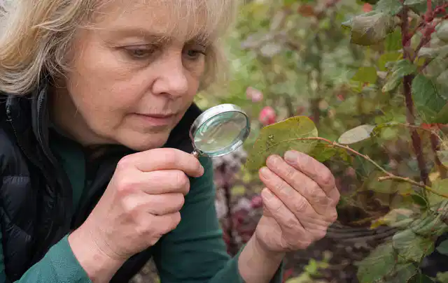 Person untersucht Blätter im Garten auf Schädlinge und Krankheitssymptome; Thema Pflanzenpilze, Schwerpunkt Soforthilfe; Kontrolle.