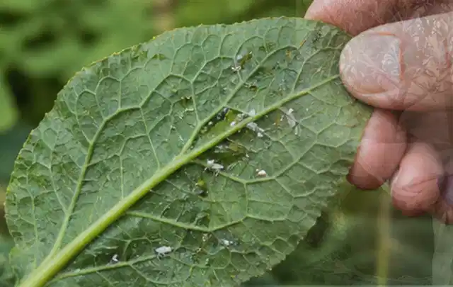 Hand hält ein Blatt mit kleinen hellen Schädlingen auf der Unterseite; Thema Pflanzenpilze, Schwerpunkt Soforthilfe; Ergebnis.