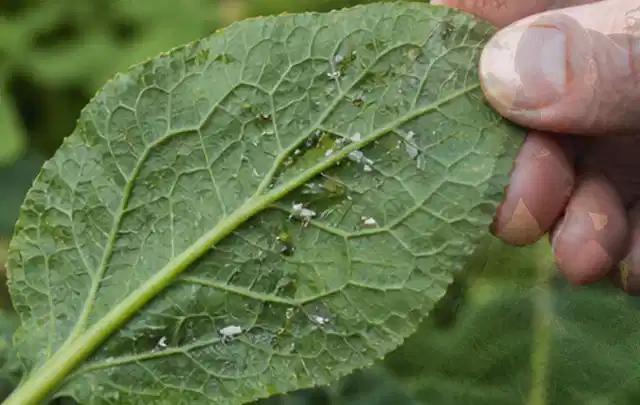Hand hält ein Blatt mit kleinen hellen Schädlingen auf der Unterseite; Thema Pflanzenpilze, Schwerpunkt Ursachen; Umsetzung.