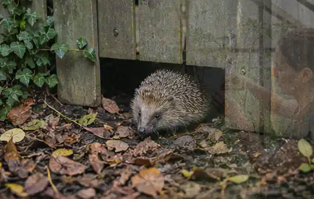 Igel nutzt einen bodennahen Durchgang unter einem hölzernen Gartenzaun; Thema Pflanzenpilze, Schwerpunkt Ursachen; Kontrolle.