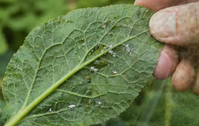 Hand hält ein Blatt mit kleinen hellen Schädlingen auf der Unterseite; Thema Pflanzenpilze, Schwerpunkt Vorbeugung; Kontrolle.