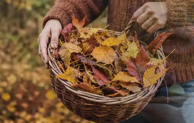 Person sammelt farbiges Herbstlaub in einem geflochtenen Gartenkorb; Thema Pflanzkalender, Schwerpunkt Ratgeber; Ergebnis.