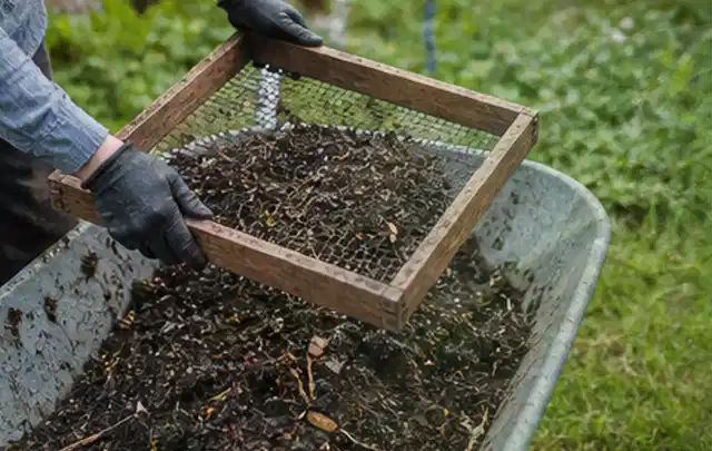 Behandschuhte Hände sieben reifen Kompost über einer Gartenschubkarre; Thema Pflaumenbäume, Schwerpunkt Aussaat; Kontrolle.