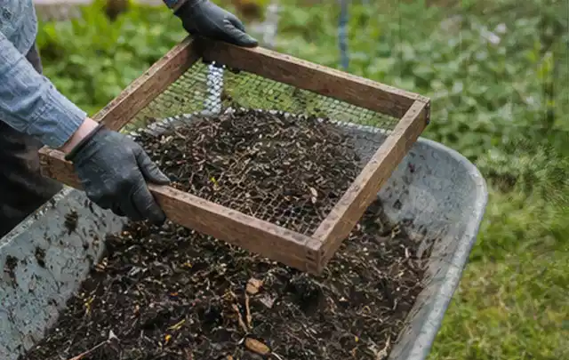 Behandschuhte Hände sieben reifen Kompost über einer Gartenschubkarre; Thema Pflaumenbäume, Schwerpunkt Balkongarten; Kontrolle.