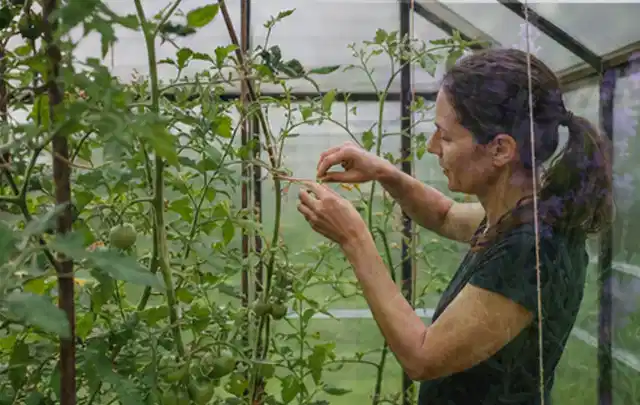 Person bindet junge Tomatentriebe in einem privaten Gewächshaus vorsichtig an; Thema Pflaumenbäume, Schwerpunkt Balkongarten; Praxisalltag.