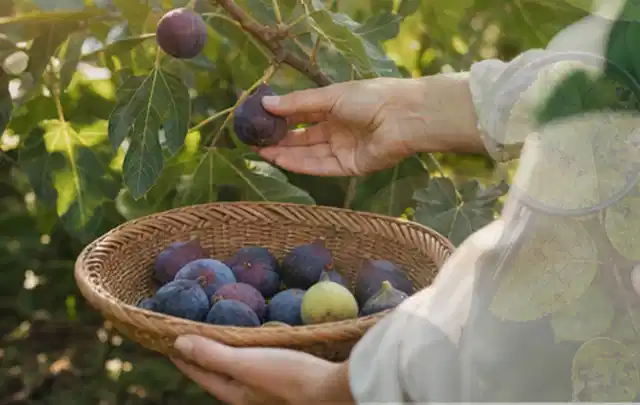 Hand pflückt eine reife Feige über einem flachen Korb mit Früchten; Thema Pflaumenbäume, Schwerpunkt Bewässerung; Kontrolle.