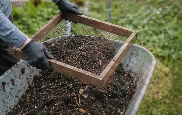 Behandschuhte Hände sieben reifen Kompost über einer Gartenschubkarre; Thema Pflaumenbäume, Schwerpunkt Bewässerung; Ergebnis.