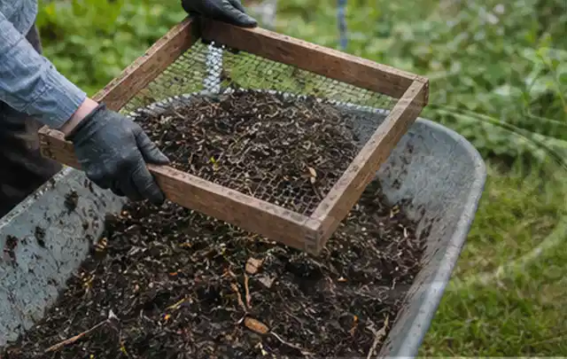 Behandschuhte Hände sieben reifen Kompost über einer Gartenschubkarre; Thema Pflaumenbäume, Schwerpunkt Boden; Praxisalltag.